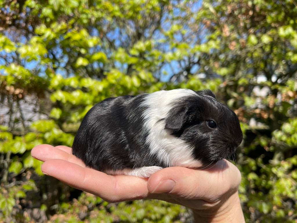 Sheltie cavia, Dieren en Toebehoren, Cavia, April, Meerdere dieren, Tam