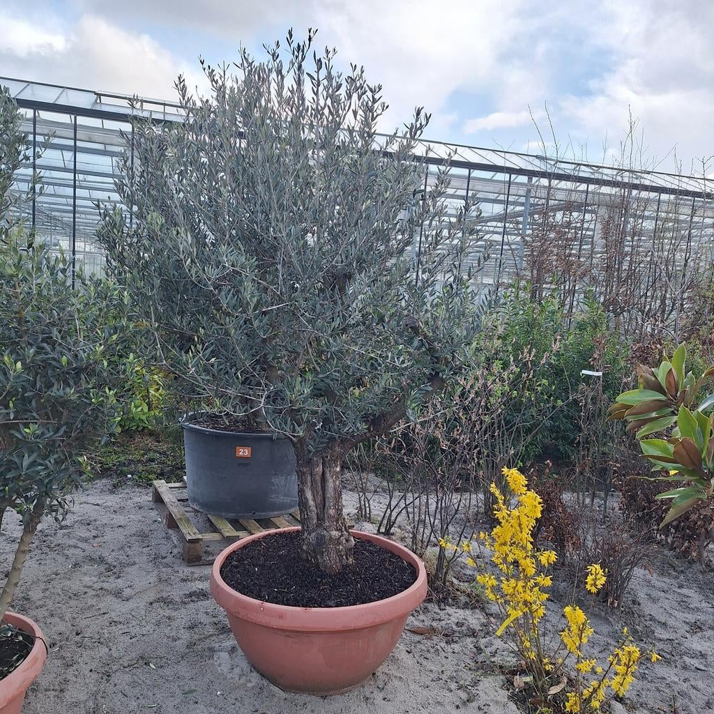 Olijven bomen, Tuin en Terras, 100 tot 250 cm, Olijfboom, Zomer, Ophalen