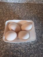 Ganzen eieren, Geslacht onbekend, Gans of Zwaan