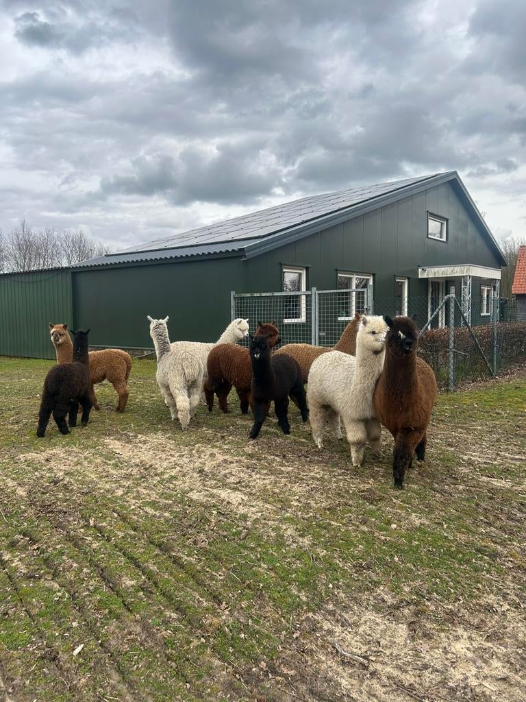 Gevraagd alpaca s 2025 merrie s en hengstjes, Augustus, Meerdere dieren