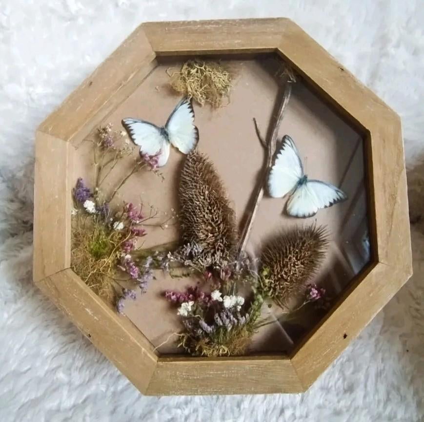 Sieradendoos, kistje met opgezette vlinders, Ophalen of Verzenden, Nieuw, Insect, Opgezet dier