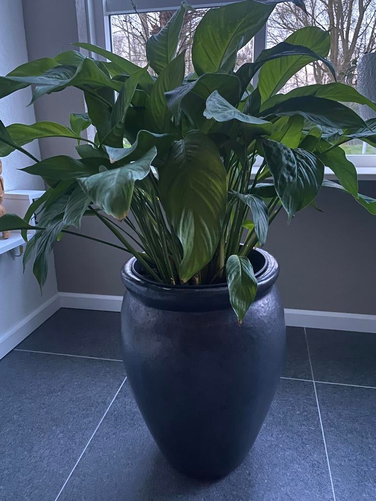 Grote antraciet mat geglazuurde vaas, kruik, Keulse pot, Huis en Inrichting, Woonaccessoires | Vazen, Overige kleuren, 50 tot 75 cm