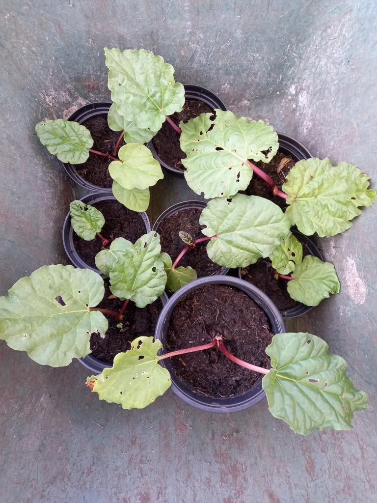 Rabarber planten, Tuin en Terras, Planten | Tuinplanten, Ophalen, Vaste plant, Groenteplanten