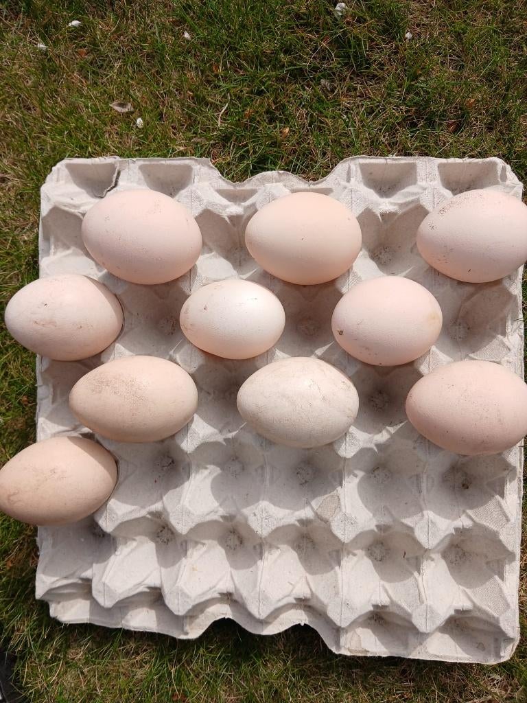 Broedeieren Pauw, Geslacht onbekend, Overige soorten