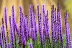 Bio zaden Lampenpoetser - Liatris spicata, Verzenden, Voorjaar, Volle zon, Zaad