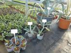 diverse agave 's, Ophalen, Bloeit niet, Overige soorten, Volle zon