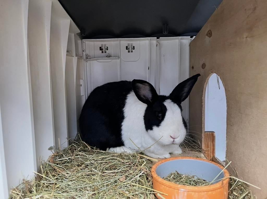 Konijntjes Pip en Buna zoeken een nieuw huisje, Dieren en Toebehoren, Konijnen, Meerdere dieren, Groot