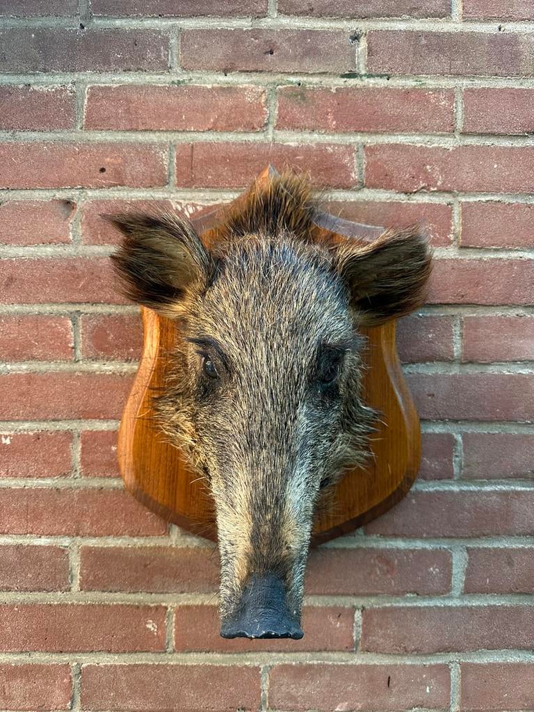 Opgezet wild zwijn / everzwijn kop Taxidermie, Ophalen of Verzenden, Zo goed als nieuw, Wild dier, Opgezet dier