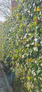 Hedera haag klimop, Tuin en Terras, Ophalen of Verzenden, Overige soorten, Haag, 100 tot 250 cm