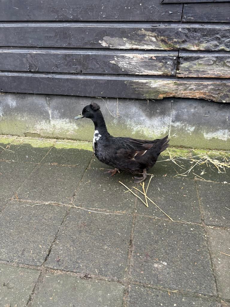 Broedeieren van hollandse kuifeend, Geslacht onbekend, Kip