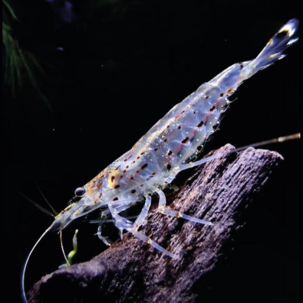 Caridina Japonica (Amano garnalen) – echte Amano, geen mini!, Kreeft, Krab of Garnaal