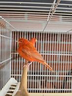 Twee man kanaries  40€, Dieren en Toebehoren, Vogels | Kanaries, Mannelijk, Kleurkanarie