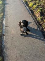 Engelse Cocker Spaniël (Working type) Dekreu, Dieren en Toebehoren, Reu, Parvo, Eén hond, 3 tot 5 jaar