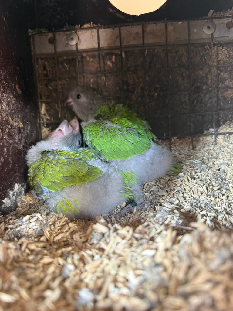 Bonte Boeren geb begin maart, Meerdere dieren, Papegaai, Tam