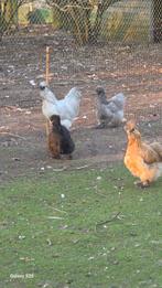 Zijdehoenders te koop, Dieren en Toebehoren, Pluimvee, Meerdere dieren, Kip