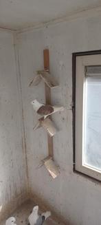 Hollandse Meeuwen  doffers  en duivinnen  nog 3 doffers, Mannelijk, Geringd