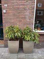 Grote bloempotten met rhododendrons, Ophalen, Overige materialen, Gebruikt, Minder dan 60 cm