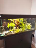 Compleet aquarium, Ophalen, Gebruikt, Gevuld zoetwateraquarium
