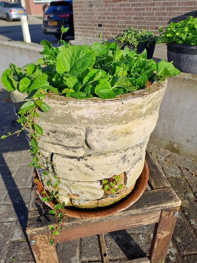 Gratis bloempot mèt veel maarts viooltjes erin!, Ophalen, Steen, Rond, Tuin