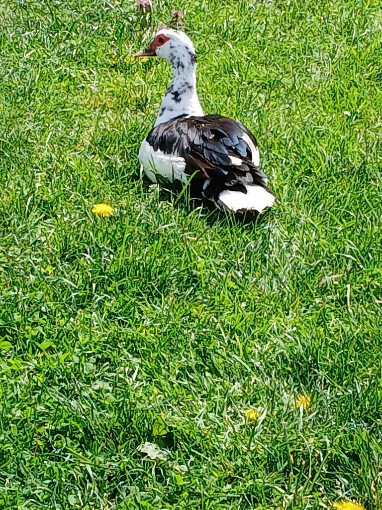 Broedeieren muskuseend, Dieren en Toebehoren, Geslacht onbekend, Eend