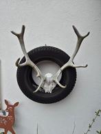 Mooi gewei, excl autoband, 11 ender, Ophalen of Verzenden