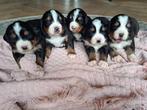 Berner Sennen pups te koop, Dieren en Toebehoren, Honden | Niet-rashonden, 8 tot 15 weken, Teef, Meerdere, Nederland