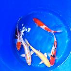 Koi 20-25 cm desgewenst bezorgd aan huis, Dieren en Toebehoren, Vissen | Vijvervissen, Karper of Koi
