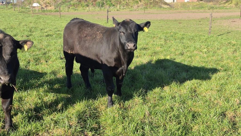 100% Black Angus dekstieren, Dieren en Toebehoren, Runderen, Mannelijk, 0 tot 2 jaar