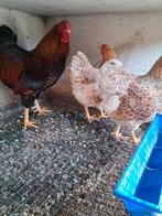 Wyandotte kriel kippen, Dieren en Toebehoren, Pluimvee, Meerdere dieren, Kip