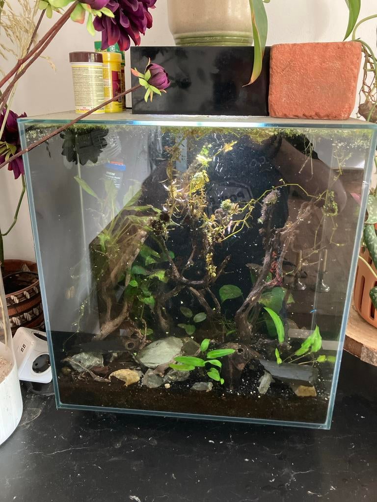 Fluval edge II 46 liter, Ophalen, Inclusief toebehoren, Zo goed als nieuw, Gevuld zoetwateraquarium