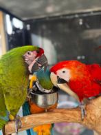 Prachtige ara’s te koop (papegaai), Dieren en Toebehoren, Mannelijk, Papegaai, Tam
