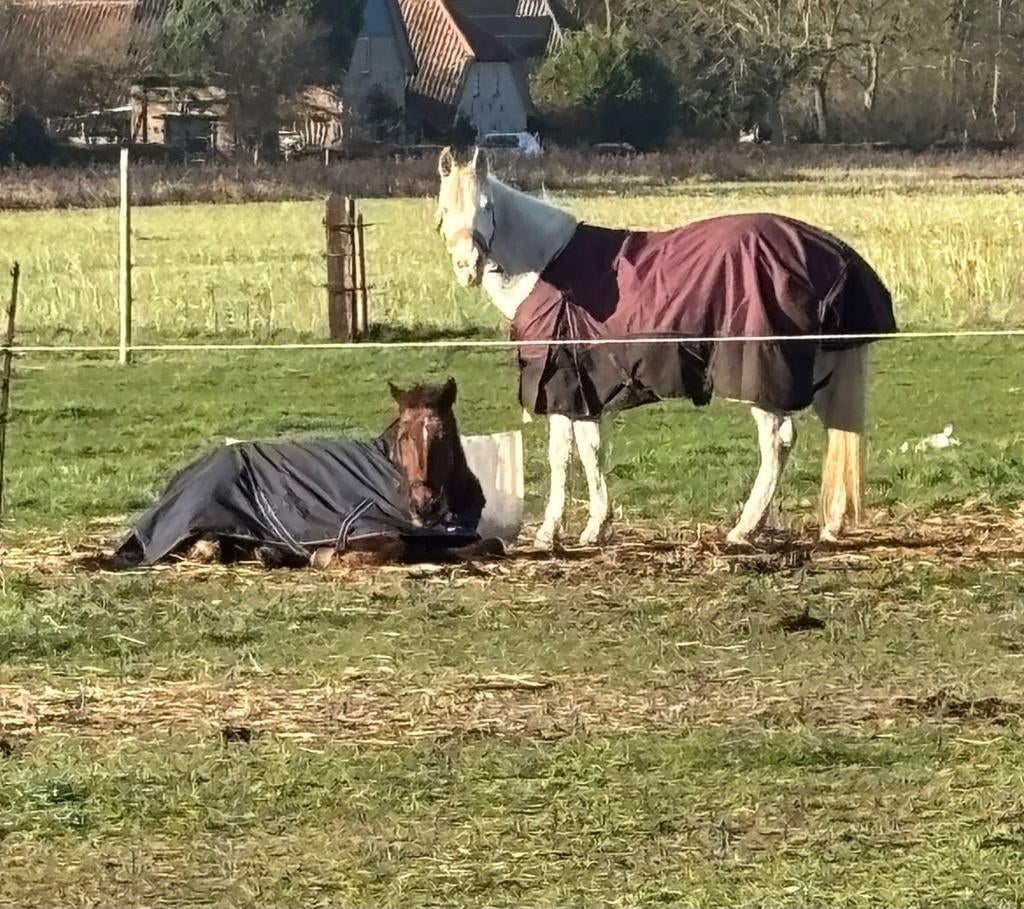 Gezocht wei of stalling voor 2 merries omgeving Wijchen, Weidegang, 2 of 3 paarden of pony's