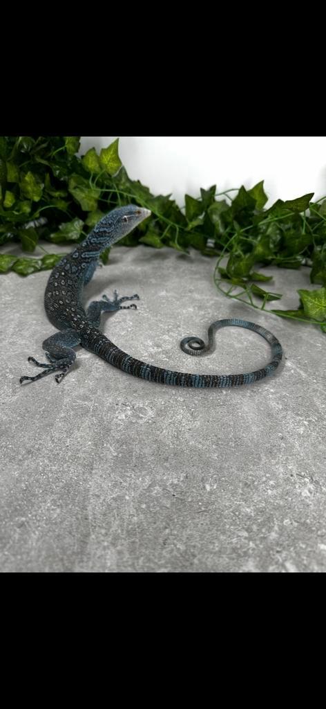Blauwe Boom Varaan Monitor Lizard - unknown for sale from Sander DDI
