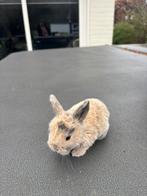 Hangoor dwerg konijntjes NHD konijn, Dieren en Toebehoren, Meerdere dieren, Dwerg, Hangoor