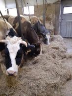 3 Super luxe drachtige bbl dikbil vaarzen, Dieren en Toebehoren, Runderen, Vrouwelijk