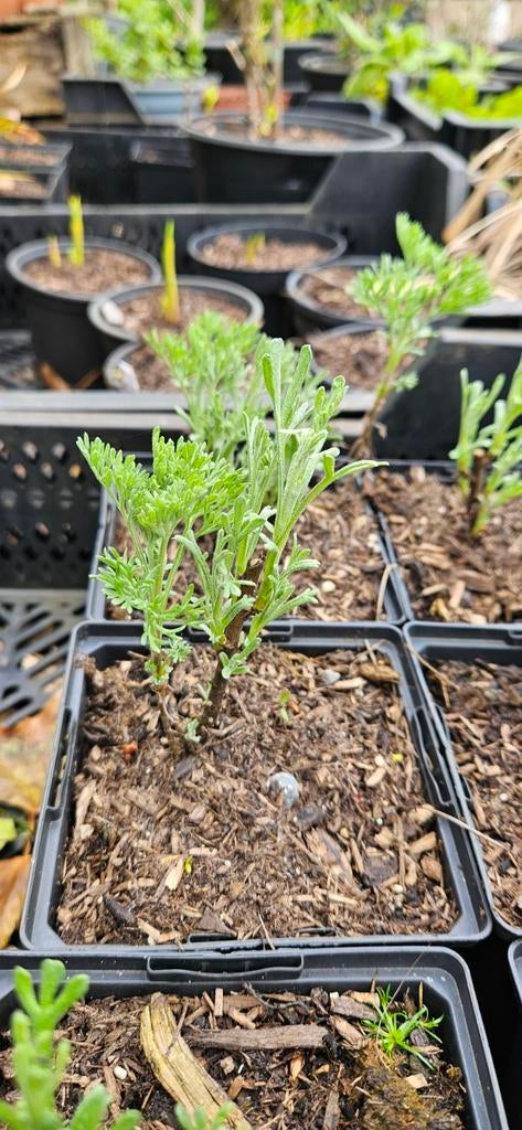 Artemisia 'coca cola', Ophalen, Overige soorten, Volle zon
