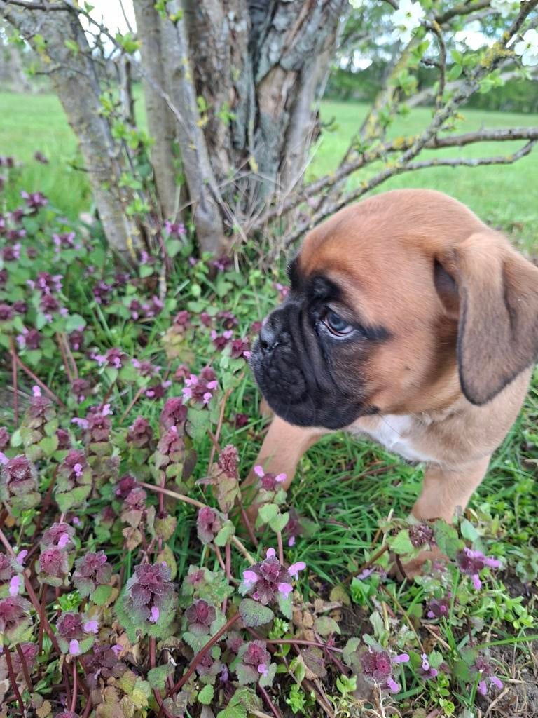 Boxerpup, 8 tot 15 weken, Parvo, Eén hond, Nederland