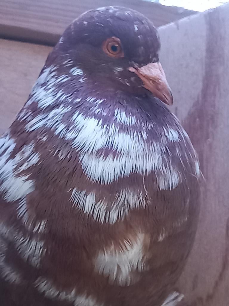 Kropper Hollandse lokduif Haags krop, Mannelijk, Kropper