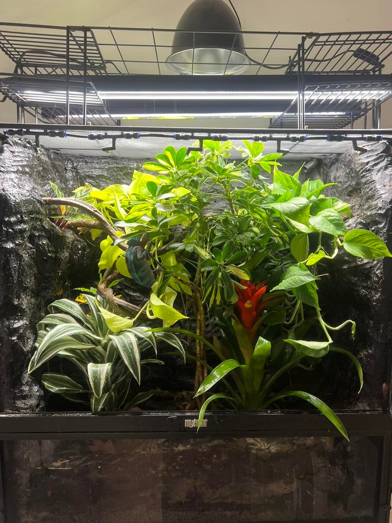 Panther kameleon inclusief terrarium, Dieren en Toebehoren, Reptielen en Amfibieën | Toebehoren, Ophalen