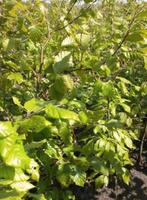 Mooie beukenhaag boompjes €1,-, Ophalen of Verzenden, Volle zon, Overige soorten, 100 tot 250 cm