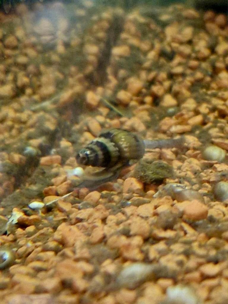 Anentome Helenaslakken, Dieren en Toebehoren, Vissen | Aquariumvissen, Slak of Weekdier, Zoetwatervis
