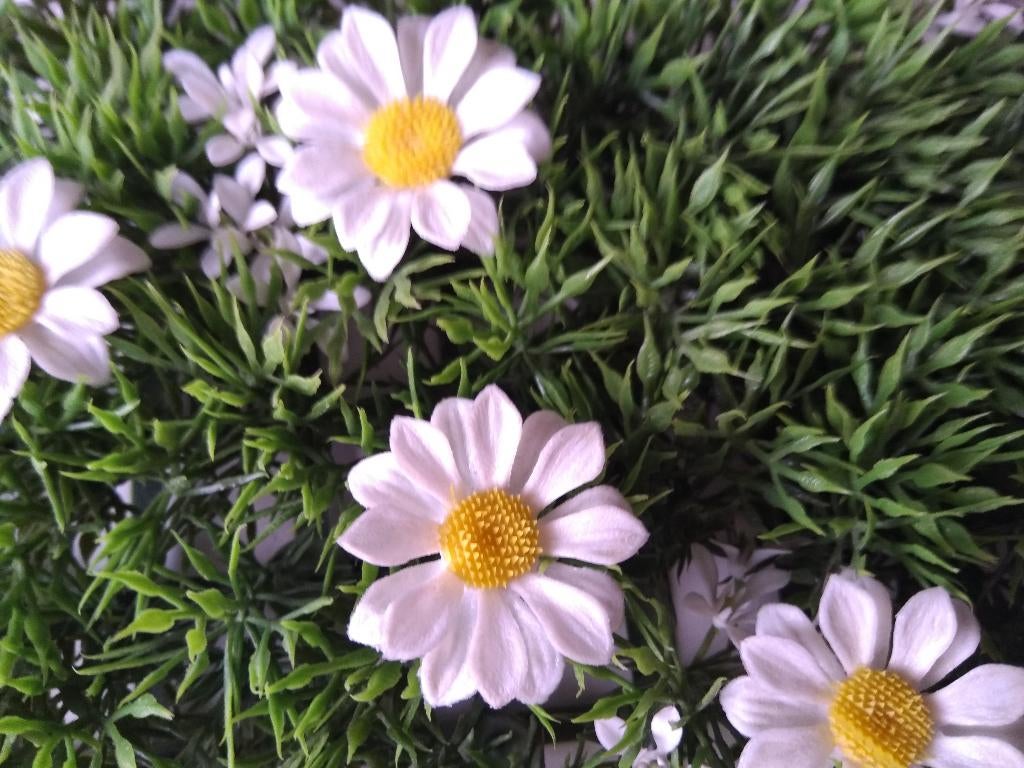 voorjaarsbloemen Madeliefjes in grasmat, Ophalen of Verzenden, Zo goed als nieuw