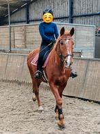 Gezocht verzorgpaard - Aangeboden bijrijder verzorger, Ophalen, Nieuw, Dressuur