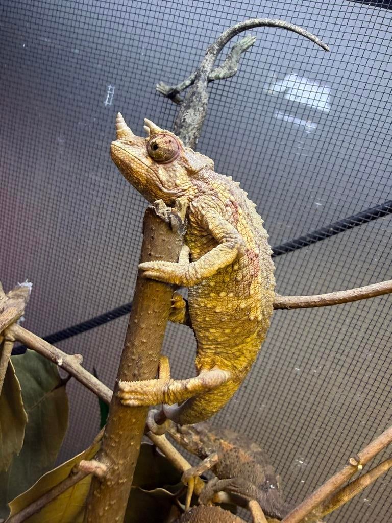 Driehoorn of jackson kameleons, Dieren en Toebehoren, Reptielen en Amfibieën, Hagedis, 0 tot 2 jaar