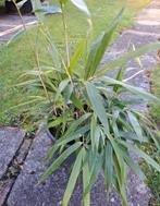 Bamboe plant in pot, Tuin en Terras, Planten | Tuinplanten, Ophalen, Bloeit niet, Overige soorten, Halfschaduw
