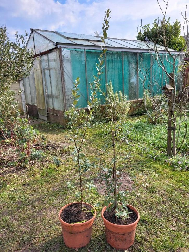 Kurkeiken te koop, Tuin en Terras, Planten | Bomen, Overige soorten, Volle zon, In pot, Ophalen