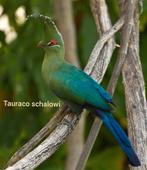 Shalowi toerako pop 2025, Vrouwelijk