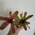 Bromelia mini groen, Huis en Inrichting, Kamerplanten, Ophalen of Verzenden, Halfschaduw, Minder dan 100 cm