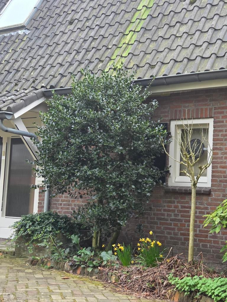 Ilex Aquifolium (hulst) boom 2.50 meter hoog, Ophalen of Verzenden