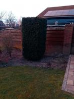 Taxes 1x1x2.5m gratis, Tuin en Terras, Planten | Bomen, Bloeit niet, Overige soorten, 250 tot 400 cm, Ophalen